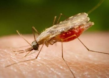 Pesquisadores da Fiocruz identificam alvos para nova vacina universal contra malária