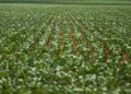 Governo e bancada do agro mantêm impasse sobre renegociação de dívidas rurais após reunião