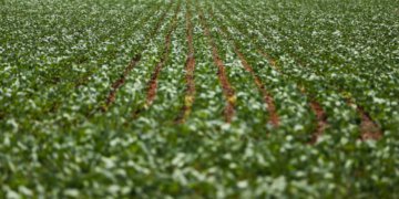 Governo e bancada do agro mantêm impasse sobre renegociação de dívidas rurais após reunião