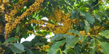 Na área da Expocacer, 59% dos cafés estão em estágio “cereja”, ideal à colheita (foto: divulgação Expocacer).