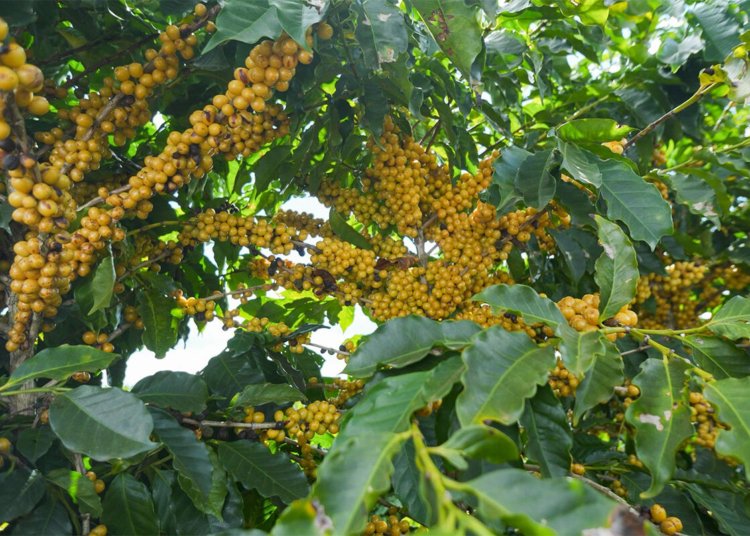 Na área da Expocacer, 59% dos cafés estão em estágio “cereja”, ideal à colheita (foto: divulgação Expocacer).