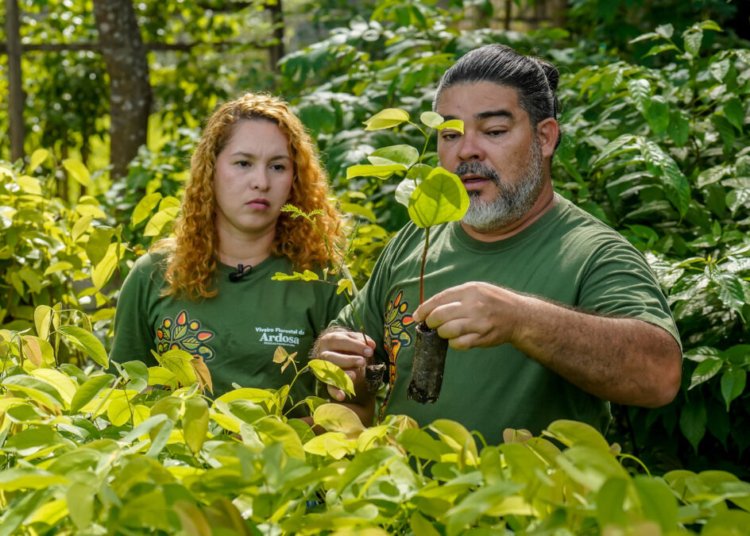 Santarém vira polo de reflorestamento com casal que produz mais de 110 espécies nativas