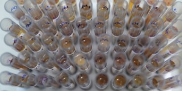 Brasil atinge menor patamar de casos de malária em 47 anos com uso de dose única no SUS