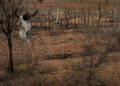 COP 17 sobre desertificação começa na Mongólia e reúne 197 países em 12 dias de debates
