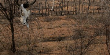 COP 17 sobre desertificação começa na Mongólia e reúne 197 países em 12 dias de debates