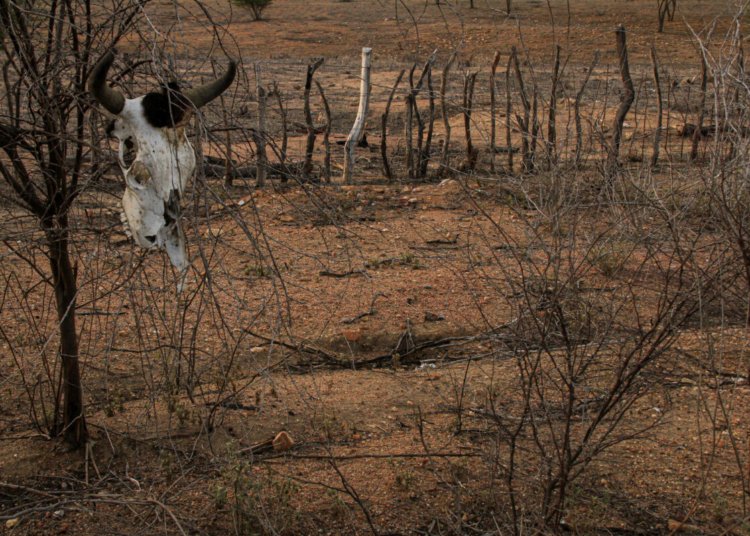 COP 17 sobre desertificação começa na Mongólia e reúne 197 países em 12 dias de debates