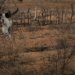 COP 17 sobre desertificação começa na Mongólia e reúne 197 países em 12 dias de debates