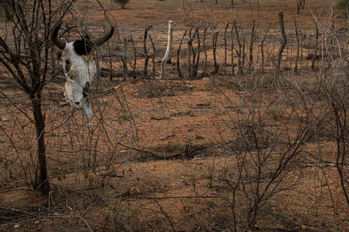 COP 17 sobre desertificação começa na Mongólia e reúne 197 países em 12 dias de debates