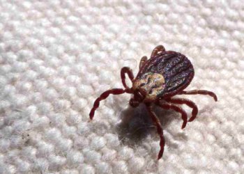 Febre maculosa provoca 18 óbitos em São Paulo no primeiro semestre de 2024