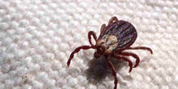 Febre maculosa provoca 18 óbitos em São Paulo no primeiro semestre de 2024