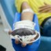 Regras para doação de sangue no Brasil mudam em outubro com prazos mais curtos para tatuados