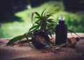 Entidades de cannabis medicinal enfrentam vácuo regulatório e mira da polícia