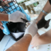 Morte de cão por raiva após contato com morcego em Santa Cruz acende alerta no Rio