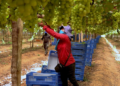 Fruticultura brasileira sustenta lucro bilionário sob o peso de precariedade trabalhista