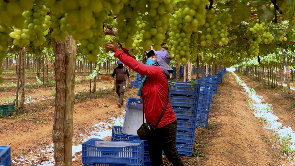 Fruticultura brasileira sustenta lucro bilionário sob o peso de precariedade trabalhista